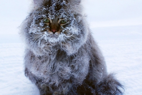 Новый рекорд температуры