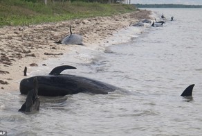 Массовое самоубийство дельфинов