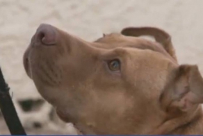 Питбуль спас хозяйку от диких кабанов