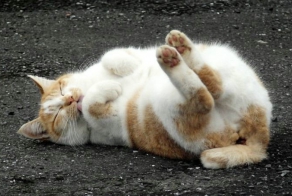 Великолепные коты