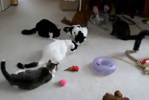 И тут он не сдержался