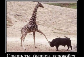 Как общаться с кавказцами, и стоит ли это делать