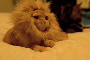 Настоящий лев! 