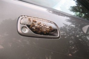 Шикарное фото