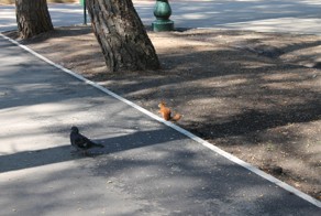 Белки в парке