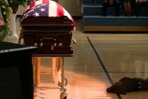 Самый преданный пес в мире заставил плакать весь интернет