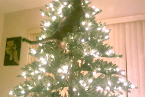 Кот и елка - опасное сочетание