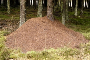 Ломехуза или модель умирающего общества