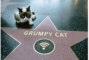 Grumpy Cat получил собственную звезду на аллее славы Голливуда