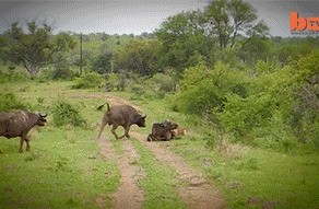 Буйволы спасают своего товарища