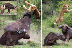 Сам погибай, а друга выручай!
