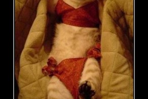 Смешной демотиватор от zubrilov за 06.08.2012 №123302