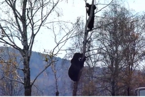 Кубики (8 видео)