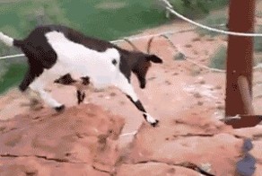 Козлиный спуск 