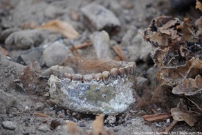 Кости города моего