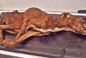 История одного Патрика