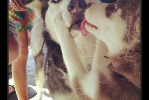 Смешной демотиватор от zubrilov за 06.08.2012 №123329