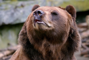 Медведь и пчела