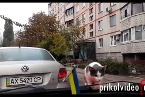 Подборка лучших ПРИКОЛОВ 2013 Нарезка приколов