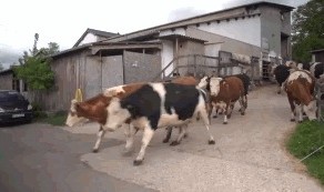 Видимо, необычная трава раз коровы ей так радуются 