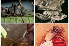 25 самых необычных и опасных паразитов
