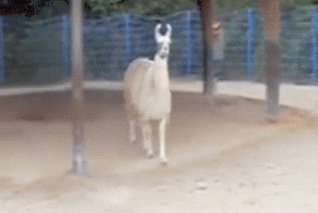 Хотел подружиться, а лама просто поржала над ним