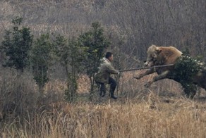 У китайского быка снесло крышу