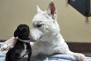 Брошенная на мусорной свалке полуживая хаски обрела второй шанс