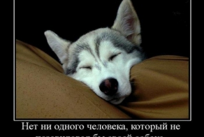 Демотиваторы о собаках