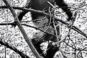 и снова он СНЕЖНЫЙ ЧЕЛОВЕК