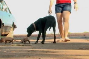 Собака стала приемной матерью новорожденным броненосцам