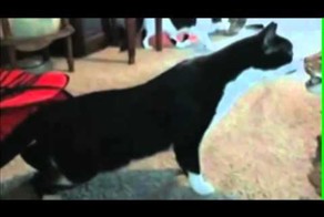 Смешные коты