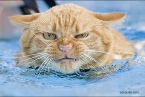 Фишкина солянка. Часть 51