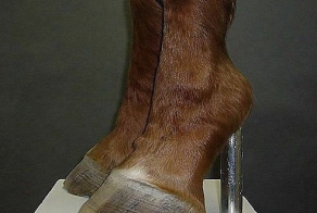 Мода от Ксении Собчак