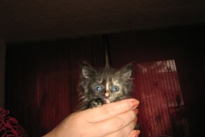 Наши питомцы