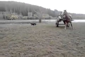 Видео о животных