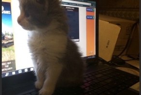 У них это на генетическом уровне