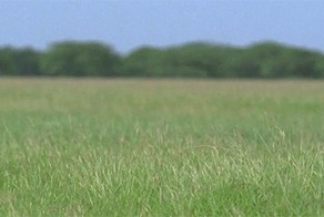 Дневной дозор