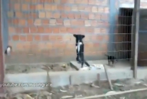 Очень смышленный собака