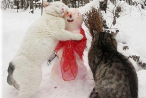   Любовь нечаянно нагрянет... Самый голодный кот на свете.