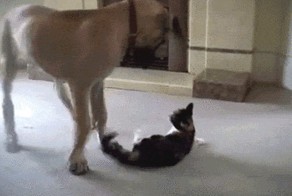 Давай я тебя поглажу?