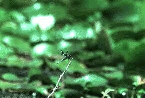 Лягушка из Эстонии