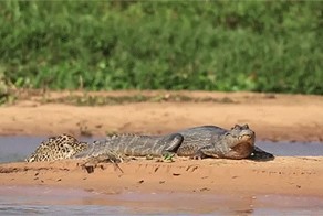 Один другого опаснее..  