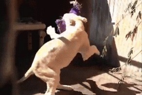 Качелька для львенка