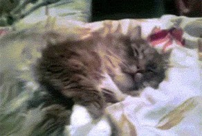 Фиг разбудишь!