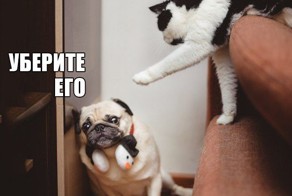 Ах, эта боль в глазах