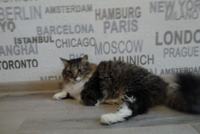 Как кот спас мне жизнь