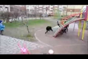 Кот защитил детей от Ротвейлера!