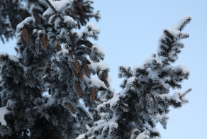 Ёлку можно и сберечь. Черногорск (Хакасия)