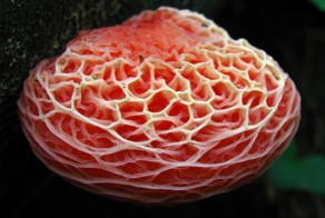 Гриб из Красной Книги